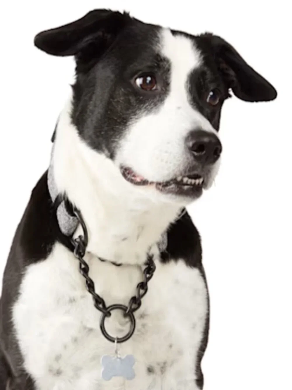 Youly Every Yay Petco Martingale Gray Black Chain Dog Collar Adjustable Small